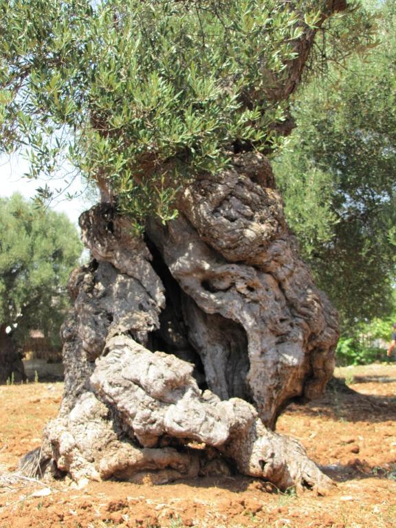منزل الضيف أوستوني  في Antica Masseria Carparelli المظهر الخارجي الصورة