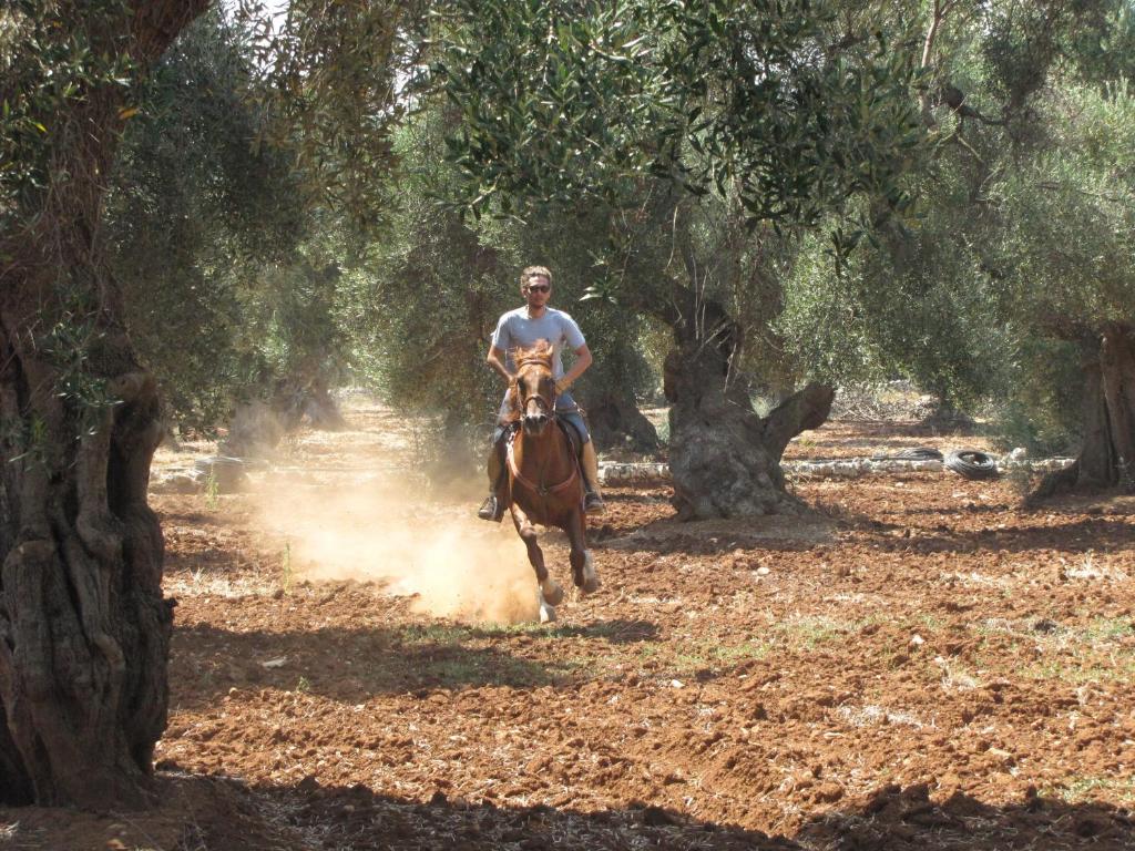 منزل الضيف أوستوني  في Antica Masseria Carparelli المظهر الخارجي الصورة